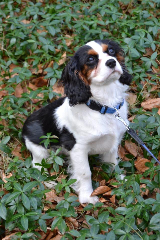 Cavalier king charles spaniel Bosco - Et lidt gammel billede fra en super hyggelig tur i skoven sammen med vores dejlige kusine :) billede 1