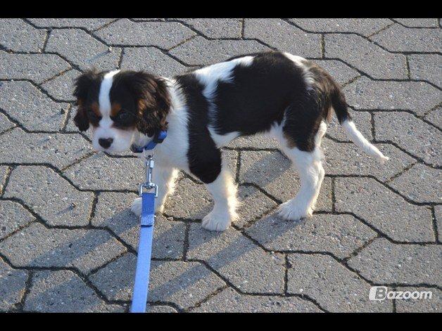Cavalier king charles spaniel Bosco - En af de aller første gange vi var ude og gå :) billede 4