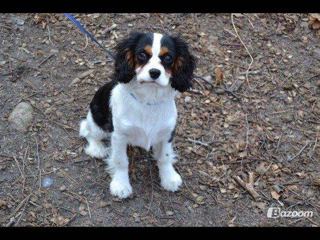 Cavalier king charles spaniel Bosco - på vej i skoven :) billede 5