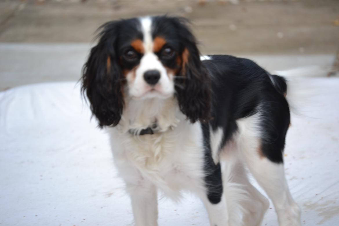 Cavalier king charles spaniel Bosco billede 6