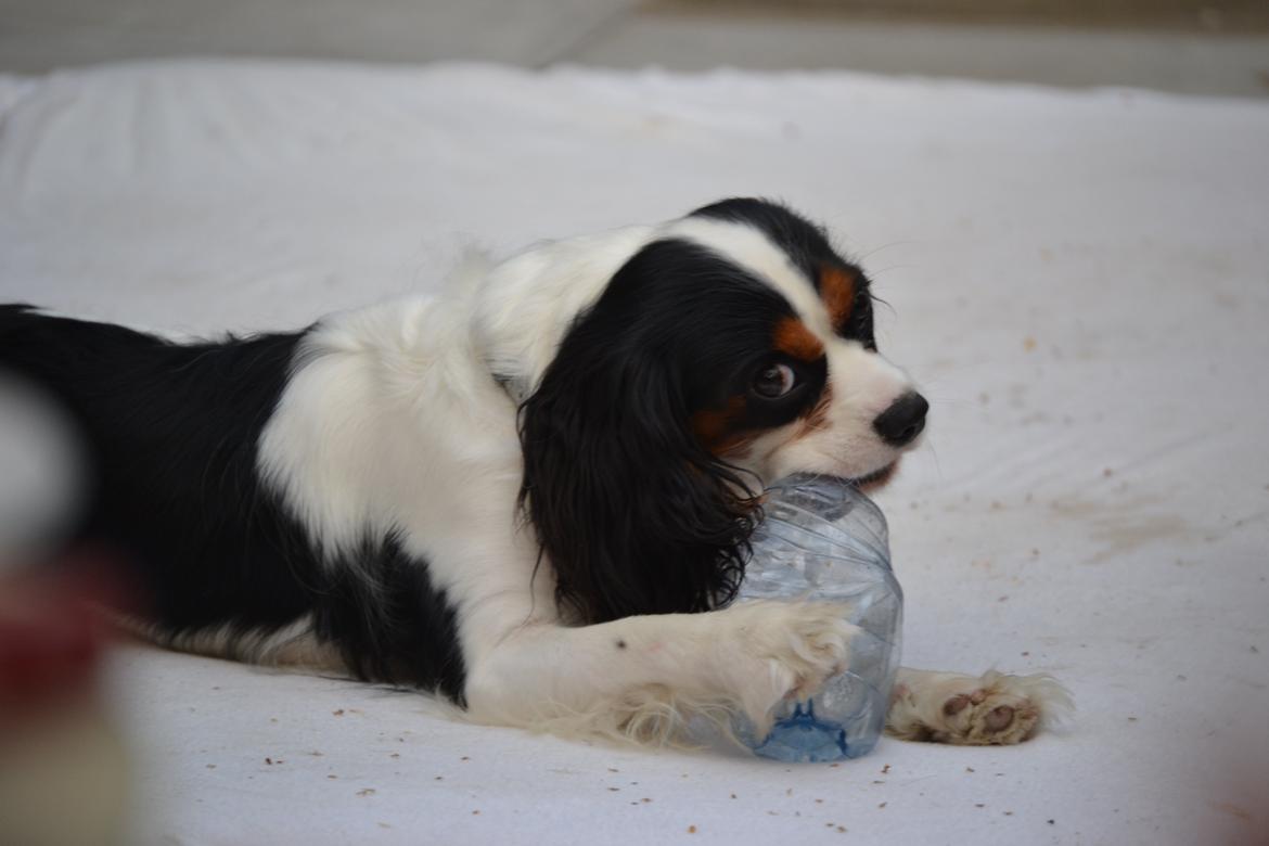 Cavalier king charles spaniel Bosco billede 7