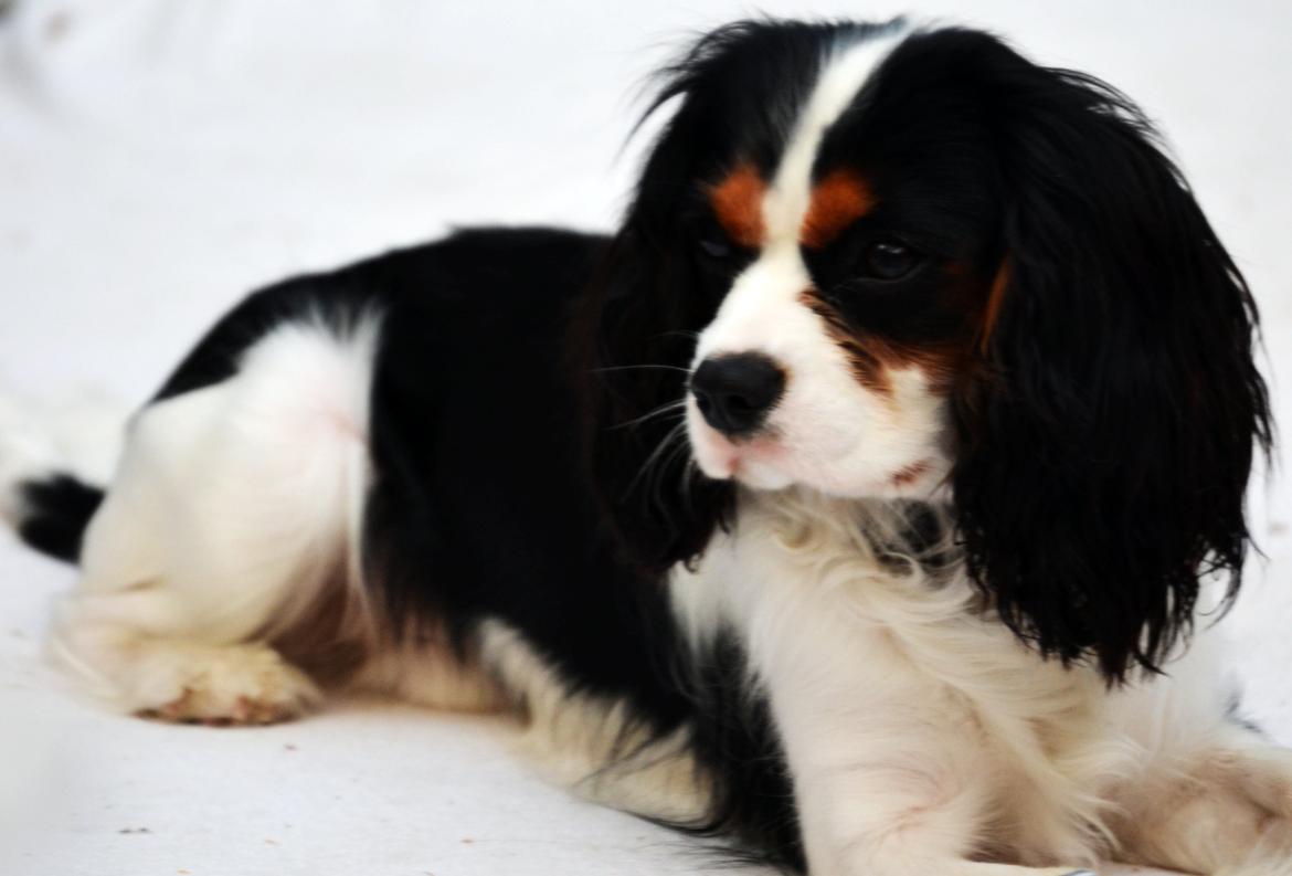 Cavalier king charles spaniel Bosco - Et billede fra i sommeres  billede 3