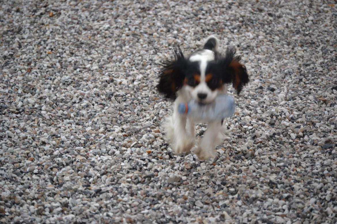 Cavalier king charles spaniel Bosco - Fuld fart frem :) billede 8