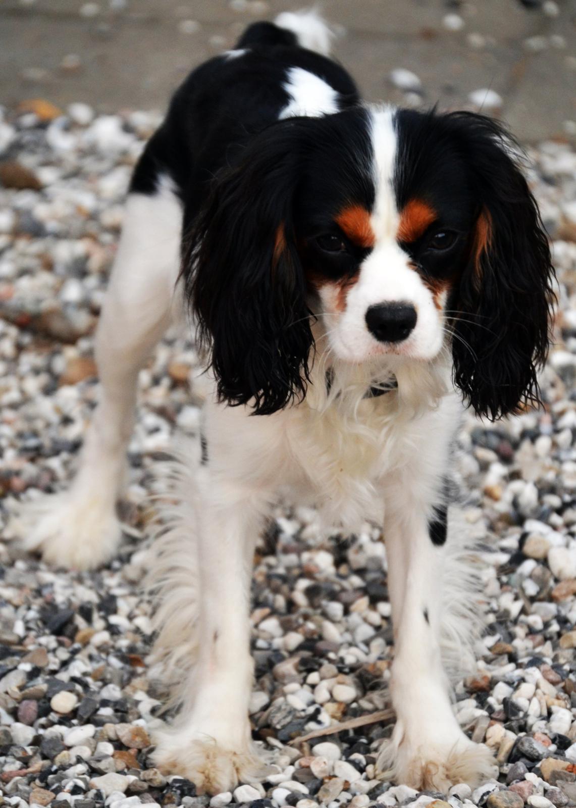 Cavalier king charles spaniel Bosco billede 9