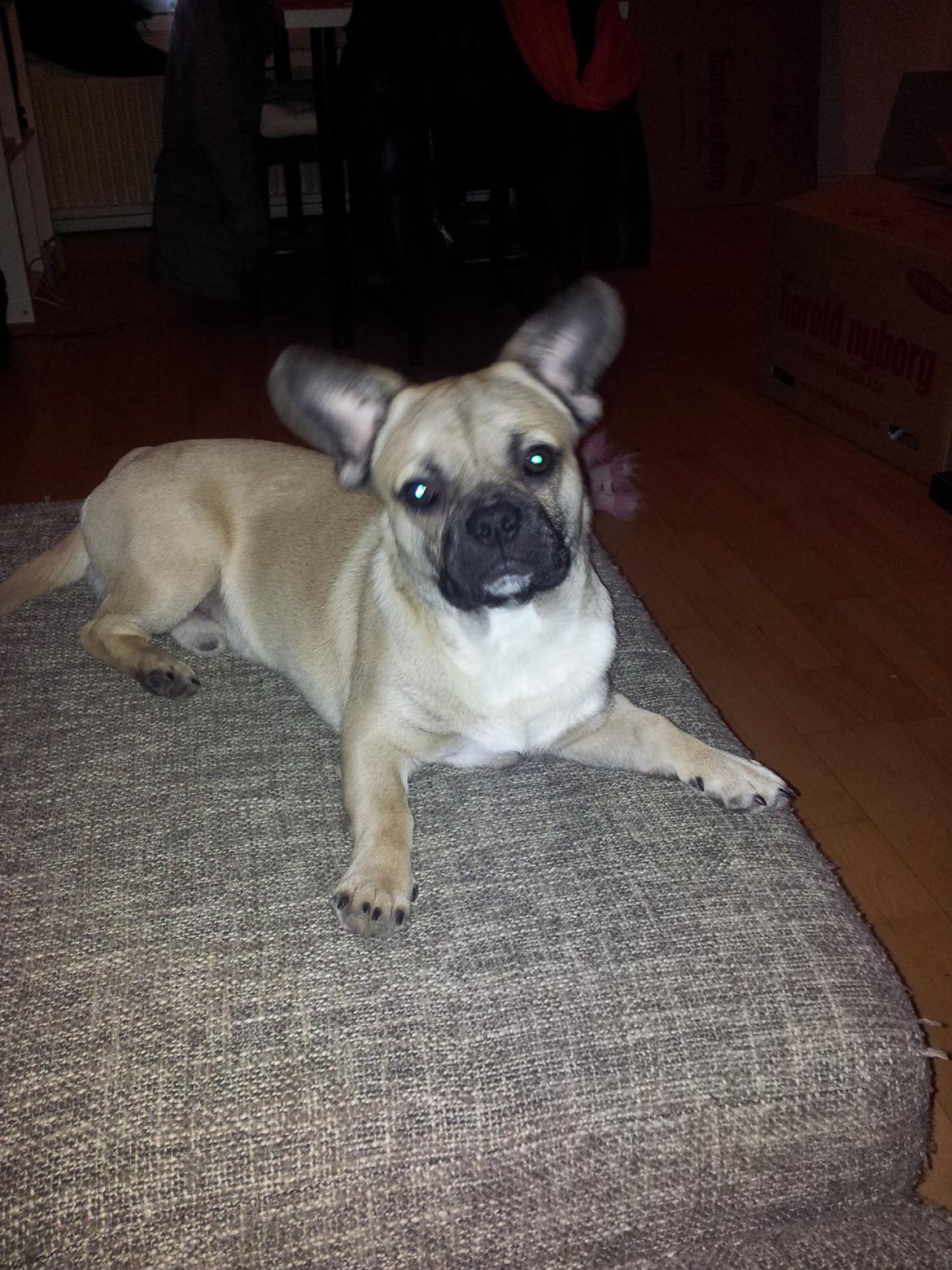 Blanding af racer bosco billede 1