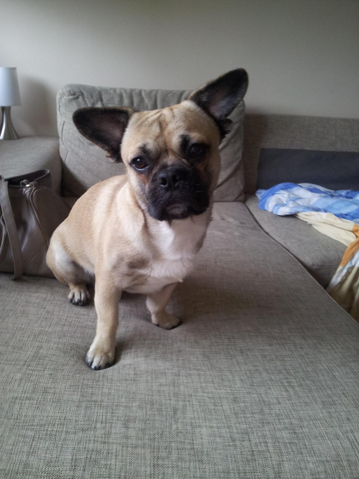 Blanding af racer bosco billede 2