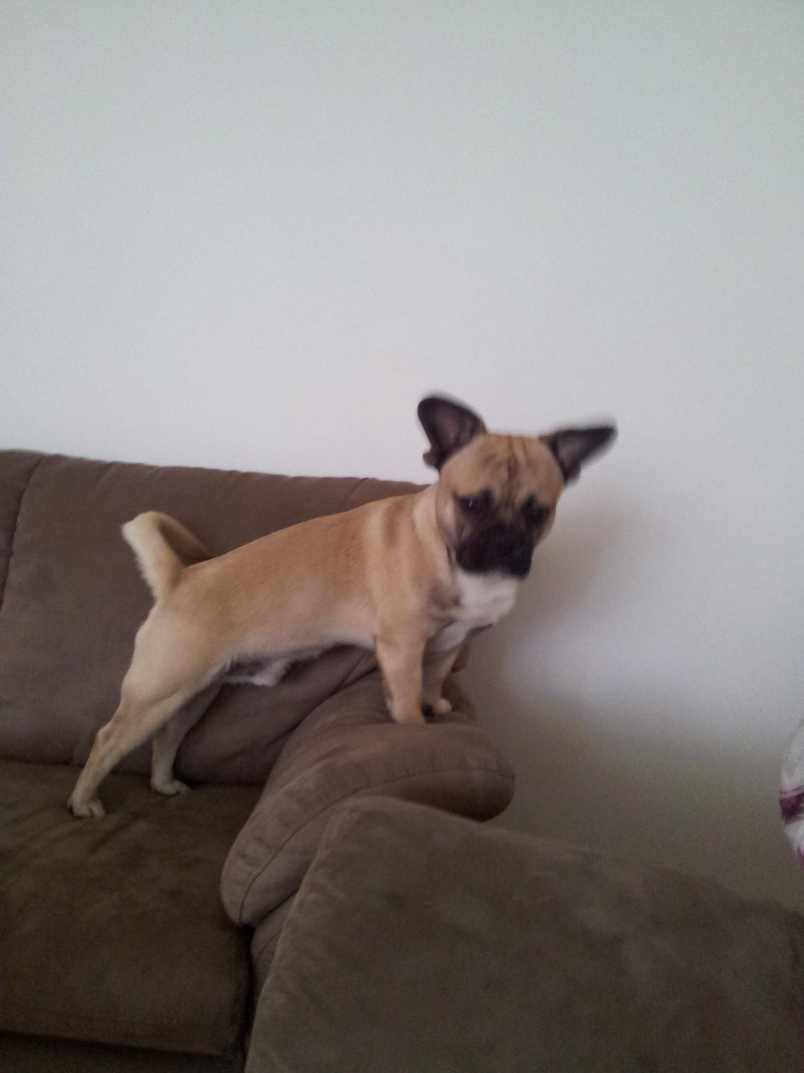 Blanding af racer bosco billede 3