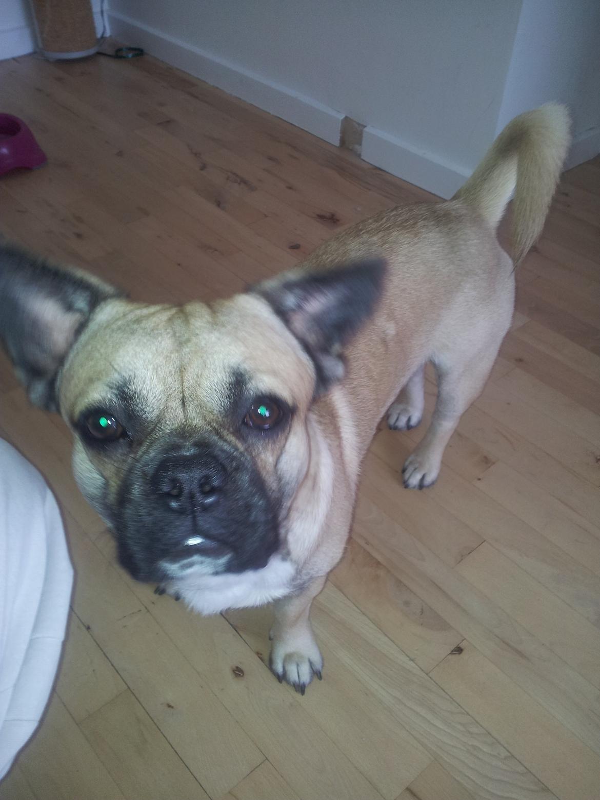 Blanding af racer bosco billede 4