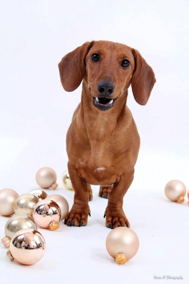 Gravhund Polly billede 2