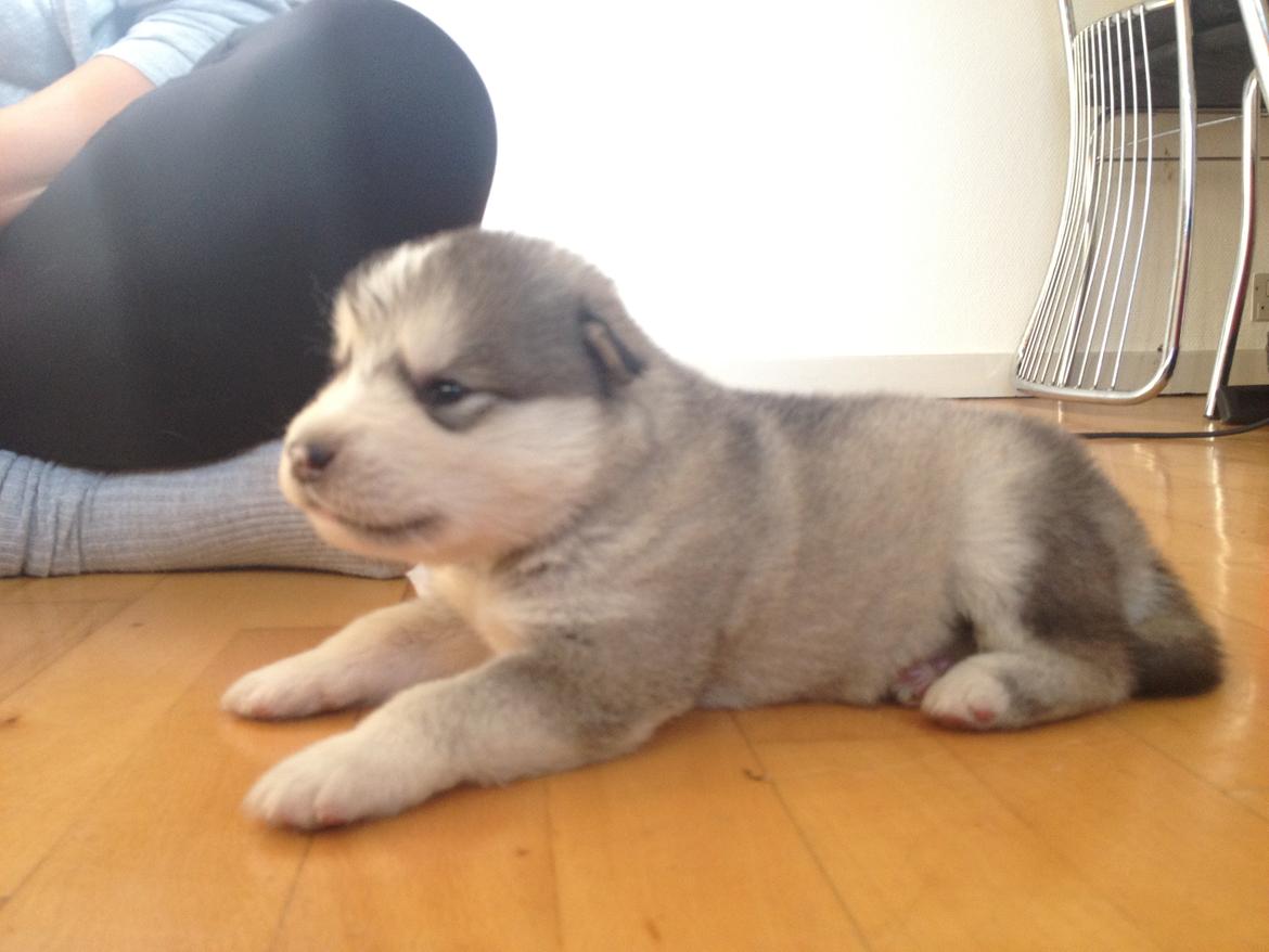 Alaskan malamute Koda billede 1