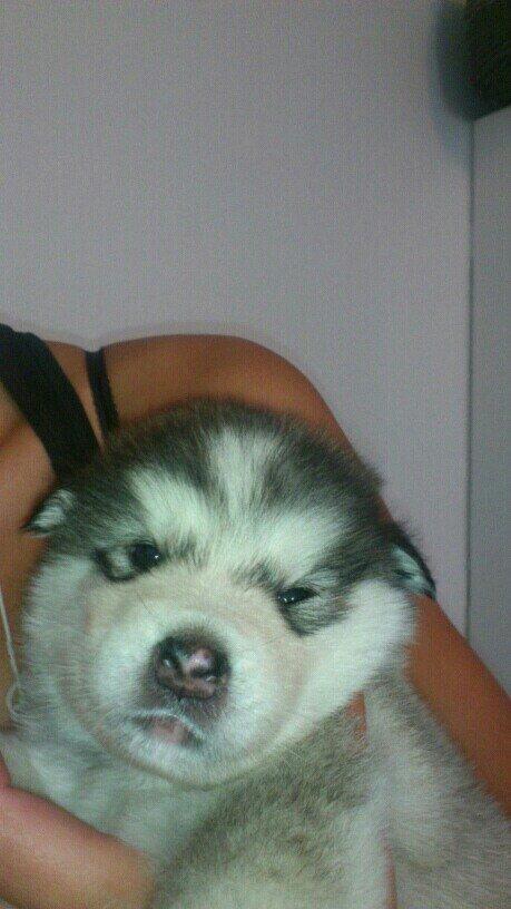 Alaskan malamute Koda billede 2