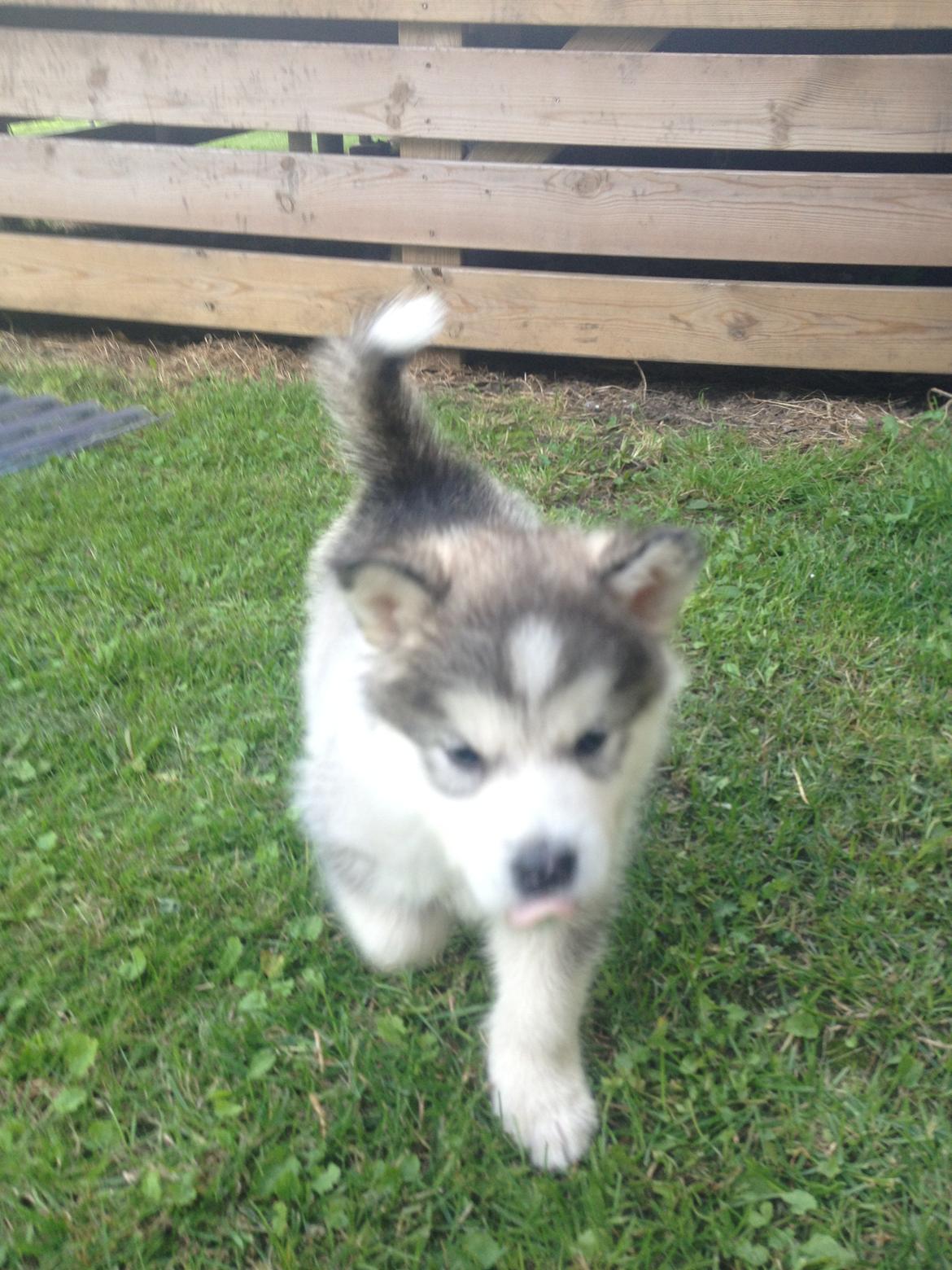 Alaskan malamute Koda billede 3
