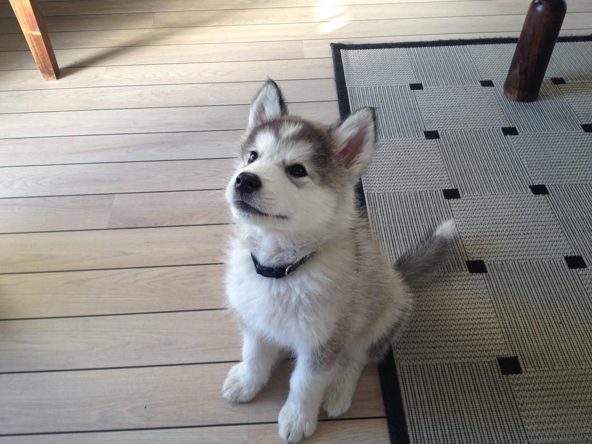 Alaskan malamute Koda billede 4