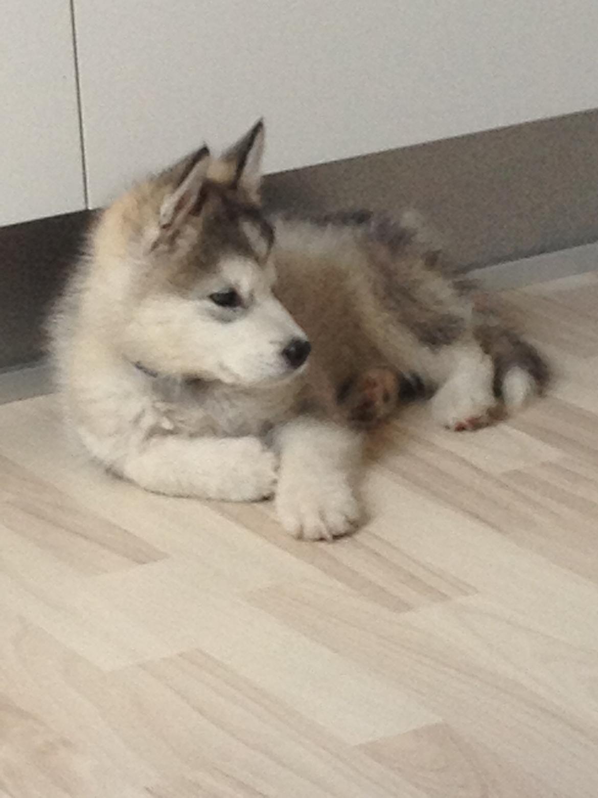 Alaskan malamute Koda billede 5