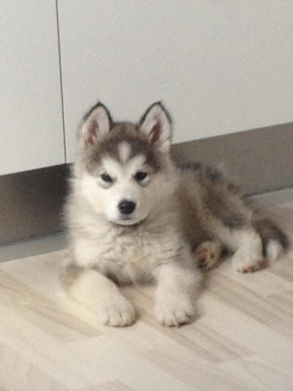 Alaskan malamute Koda billede 6