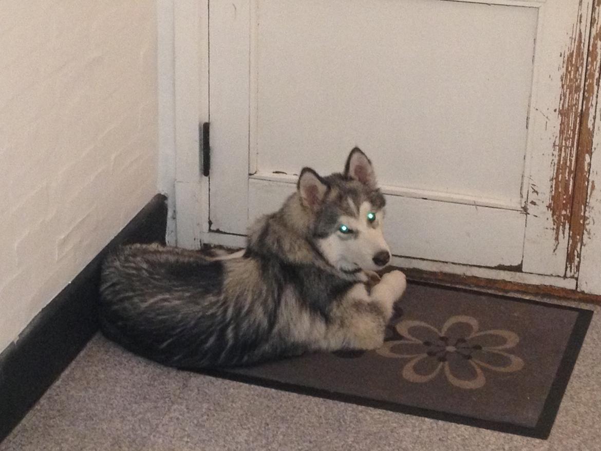 Alaskan malamute Koda - Det er ikke mig der har ødelagt den dør.. :-) billede 7