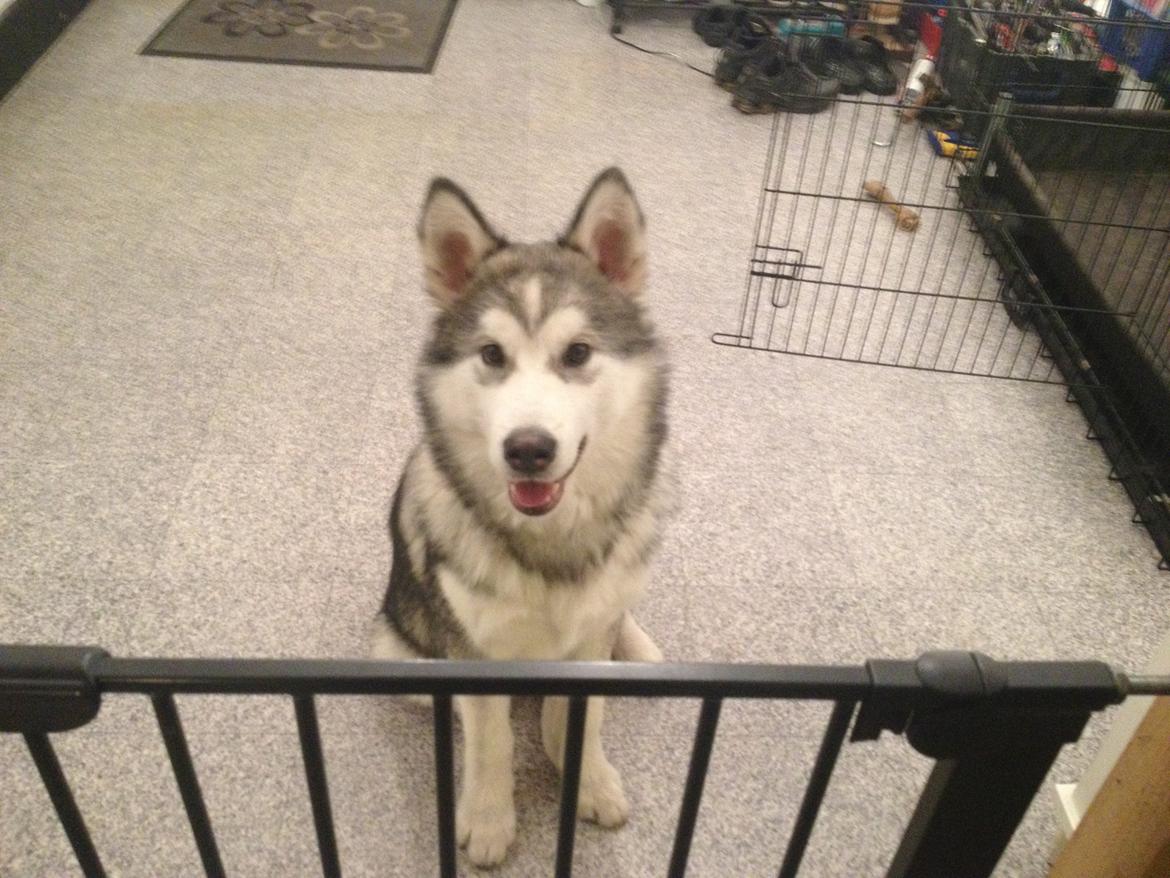 Alaskan malamute Koda billede 8