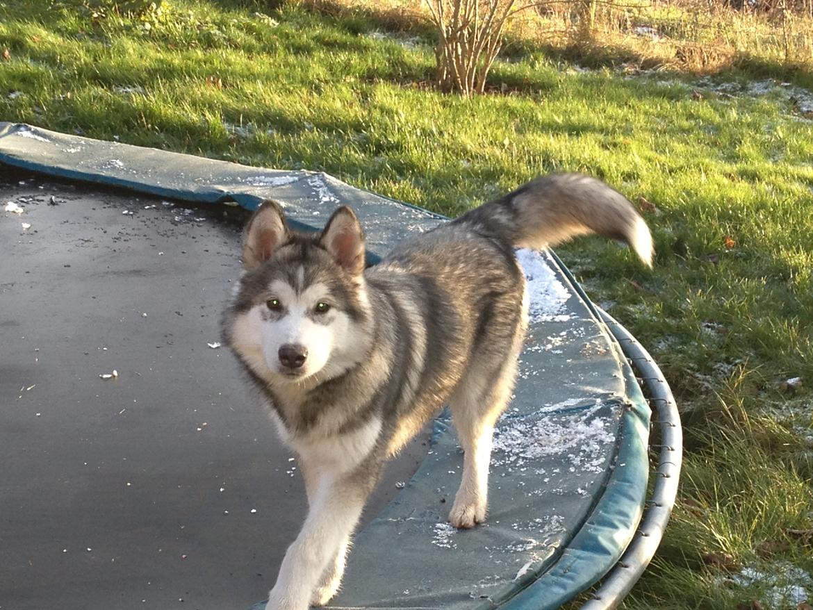 Alaskan malamute Koda billede 9
