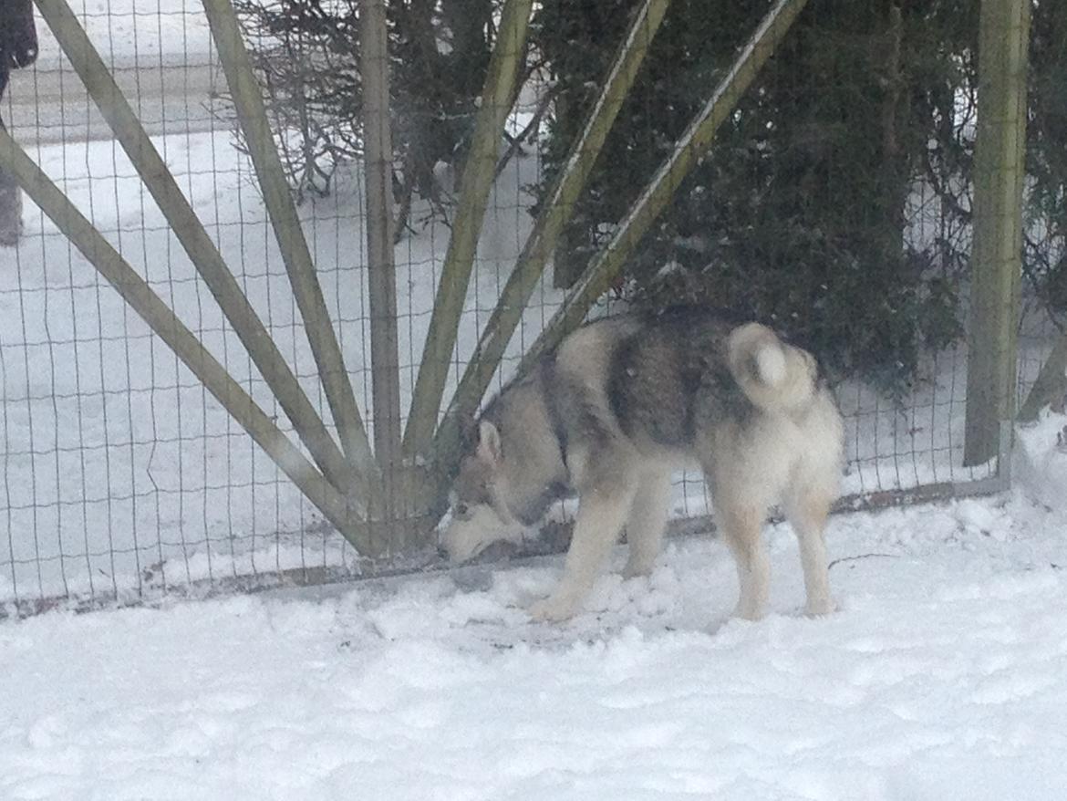 Alaskan malamute Koda billede 10