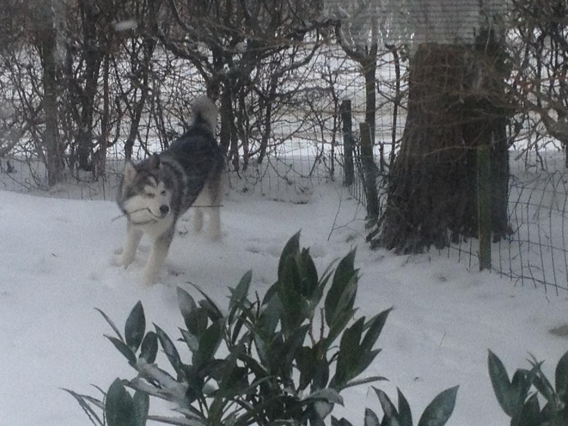 Alaskan malamute Koda billede 11
