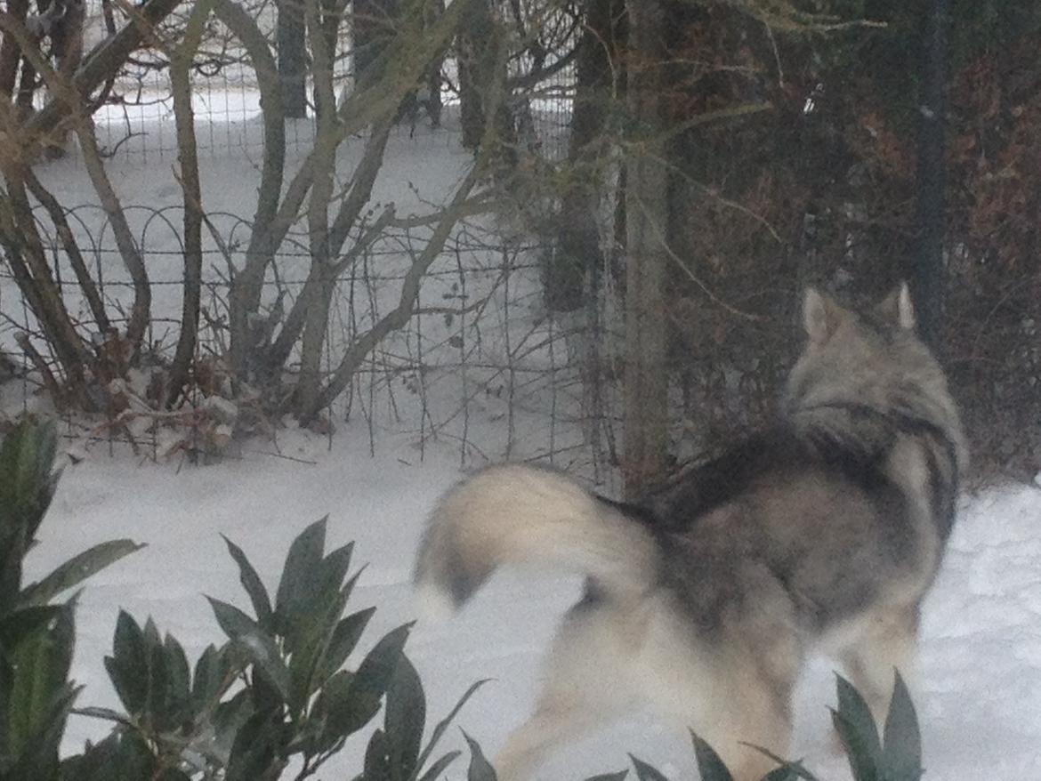 Alaskan malamute Koda billede 12