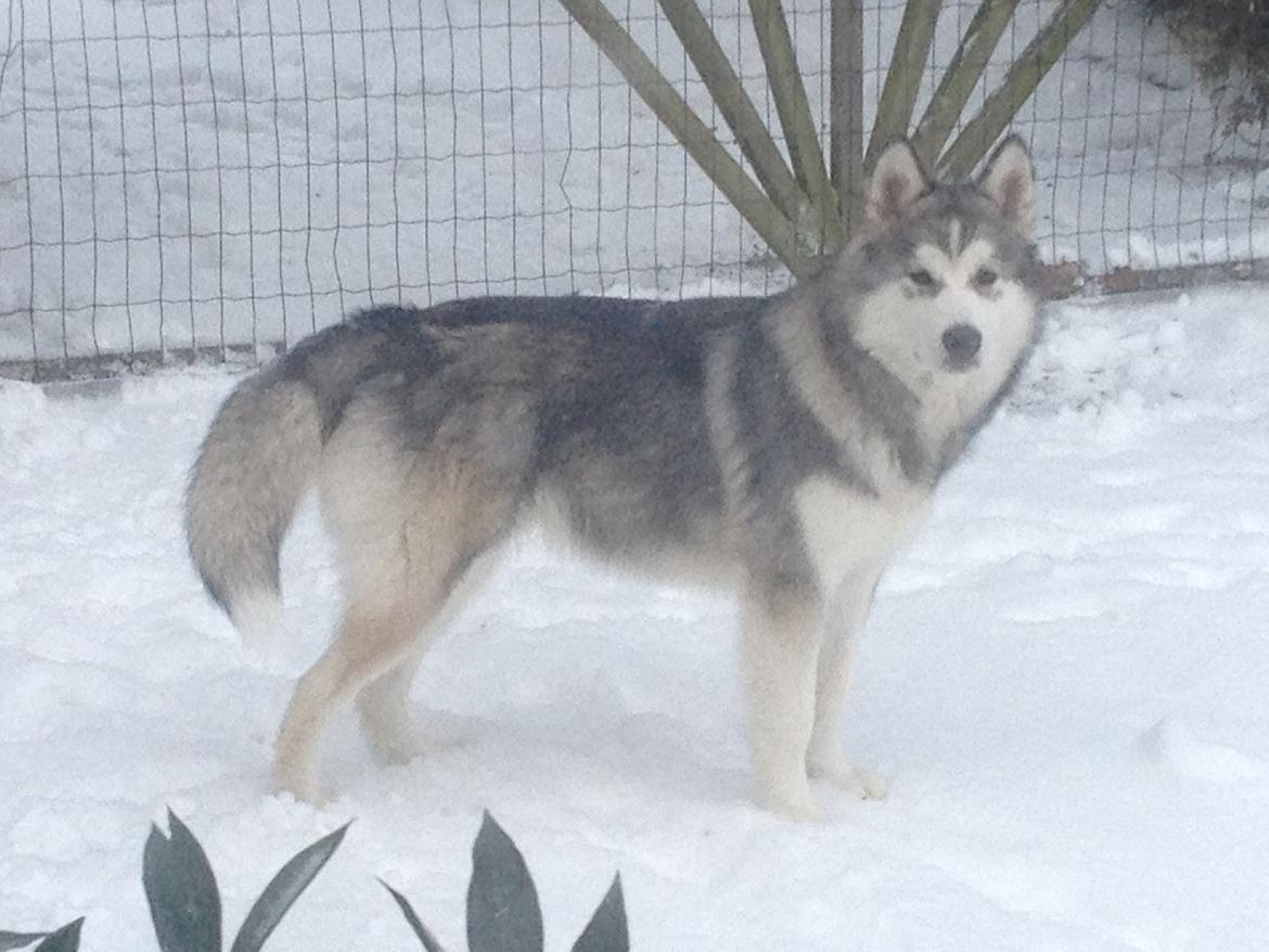 Alaskan malamute Koda billede 13
