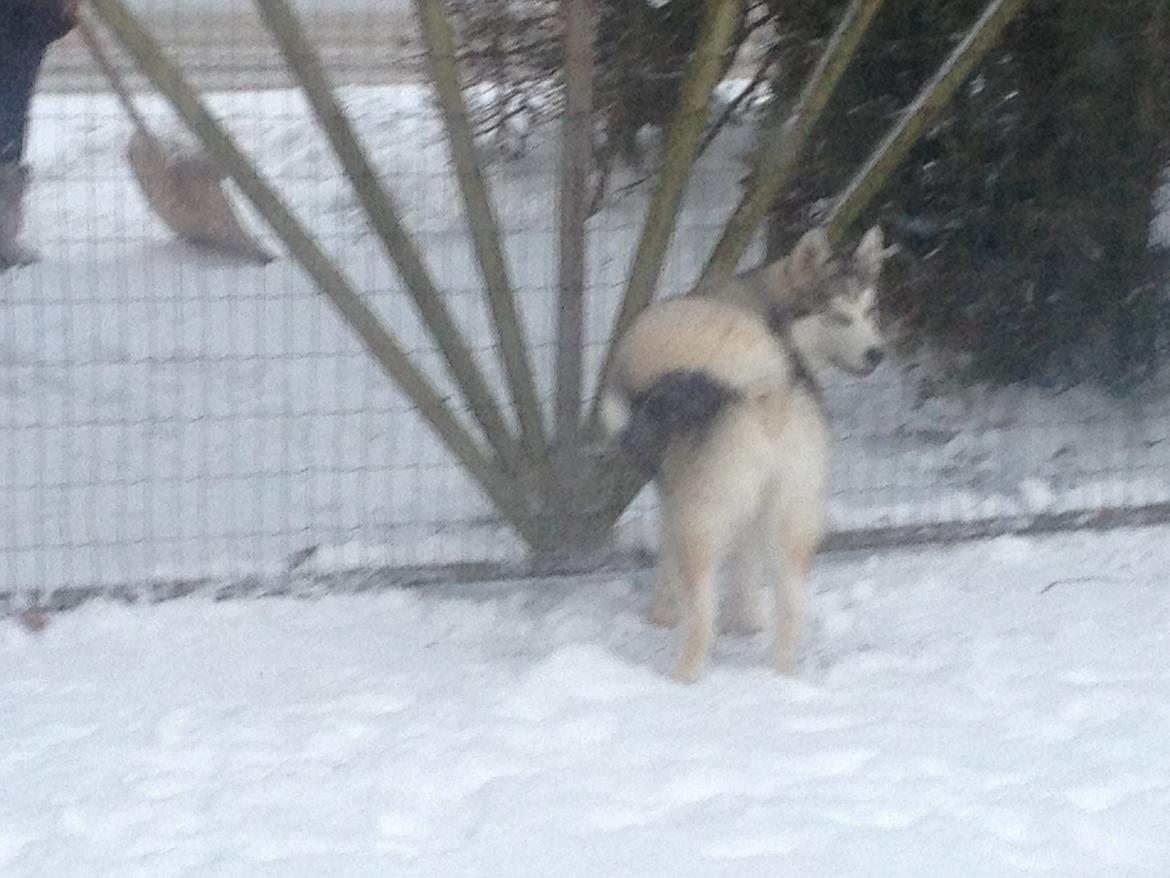 Alaskan malamute Koda billede 14