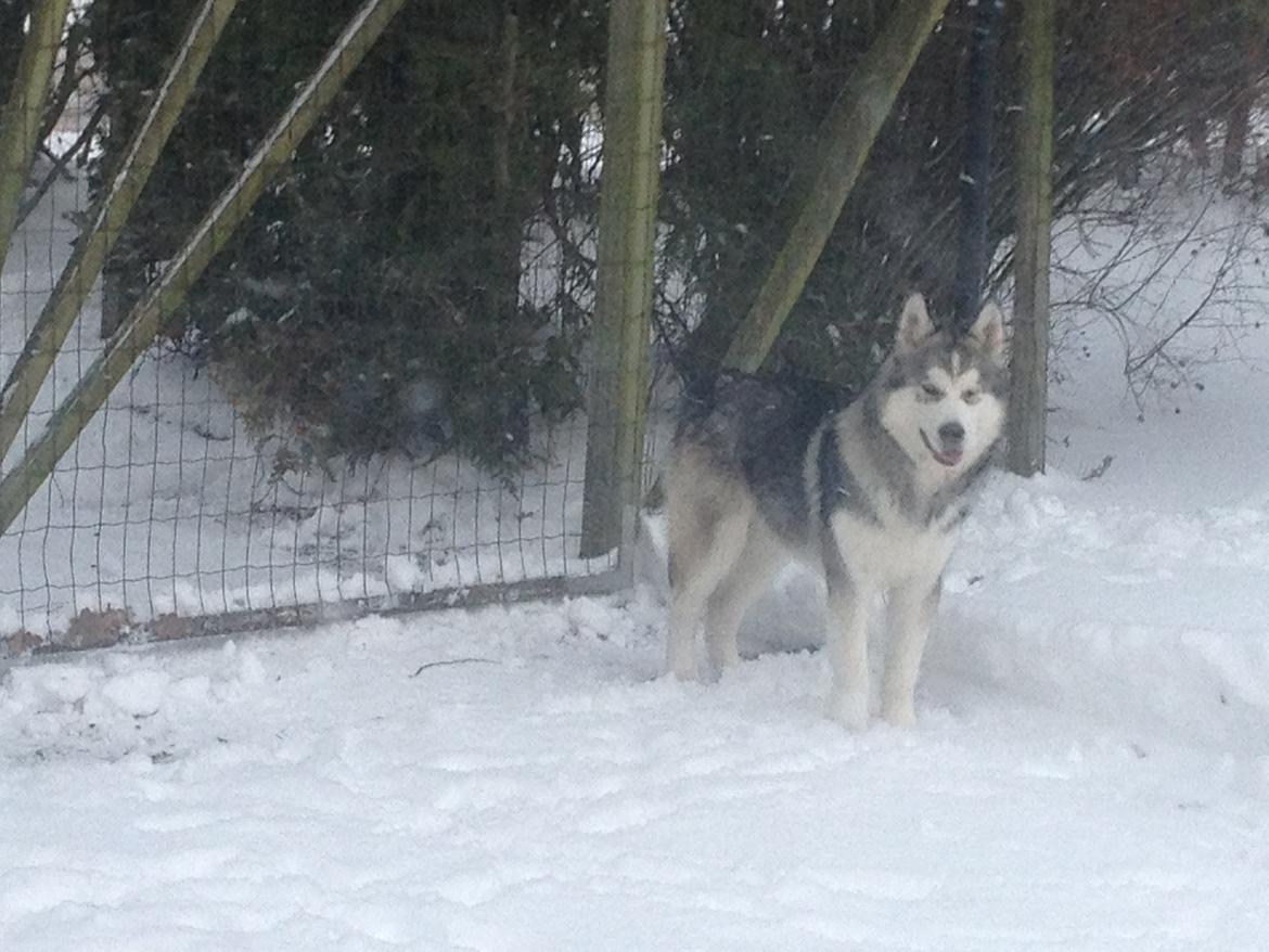 Alaskan malamute Koda billede 15