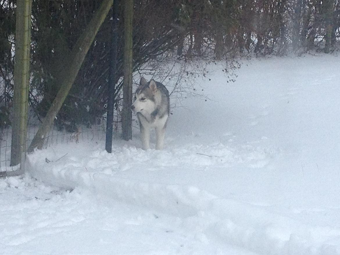 Alaskan malamute Koda billede 16