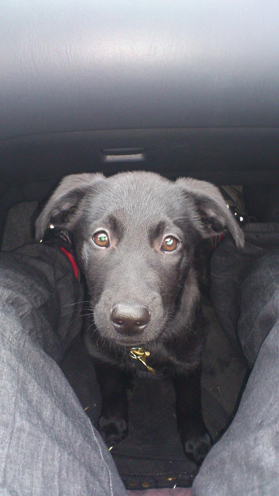 Blanding af racer Molly billede 3