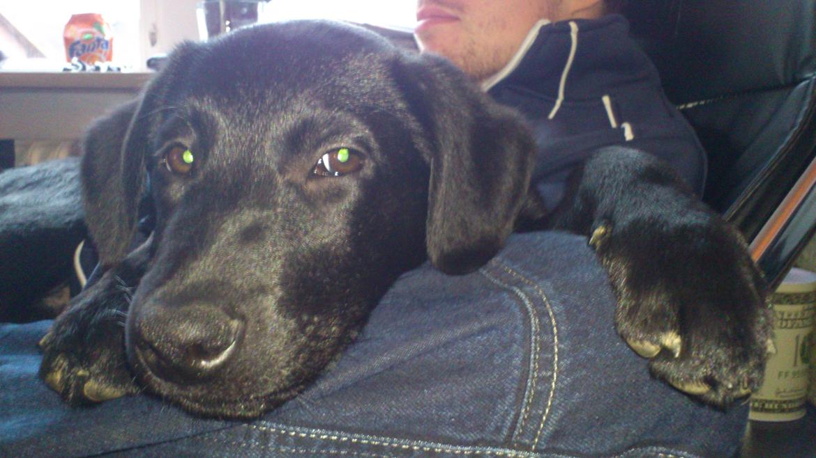 Blanding af racer Molly billede 4