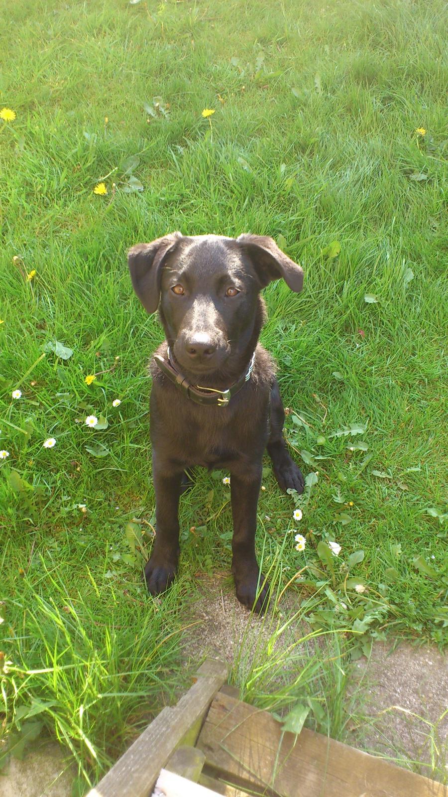 Blanding af racer Molly billede 5