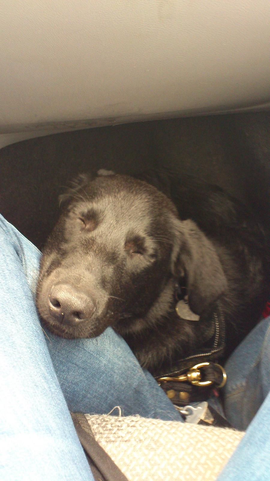 Blanding af racer Molly billede 6