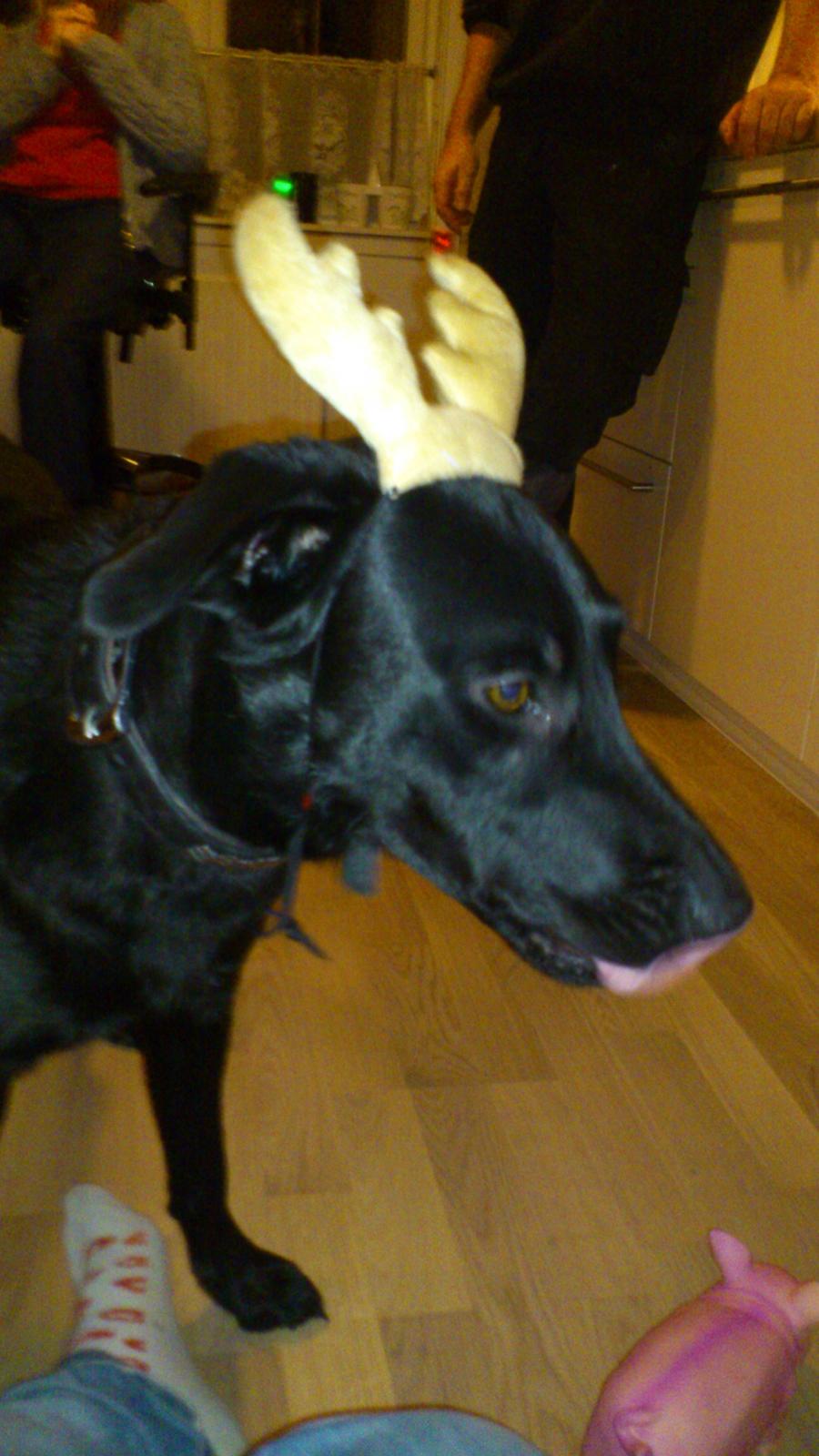 Blanding af racer Molly billede 7