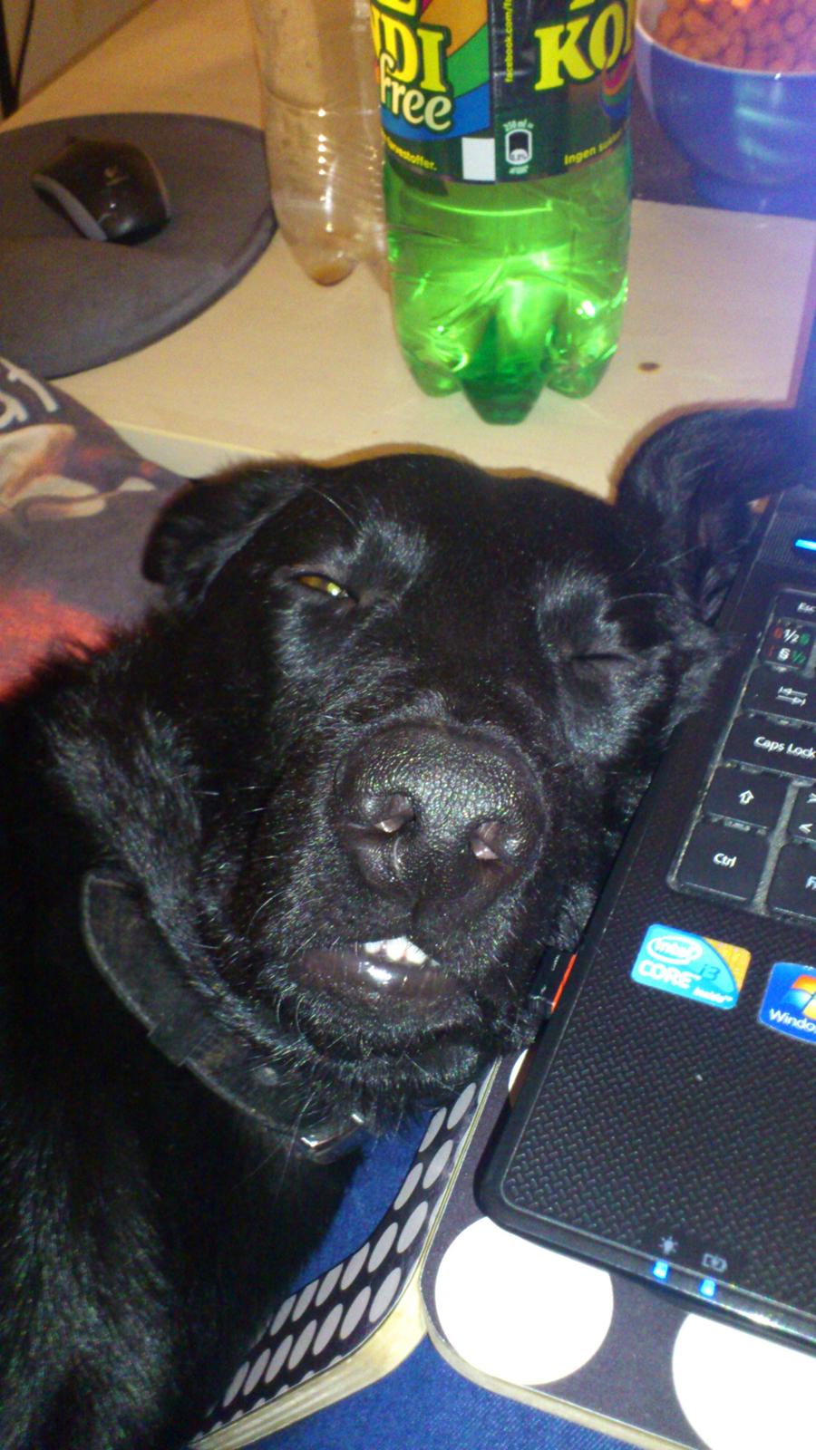 Blanding af racer Molly billede 8