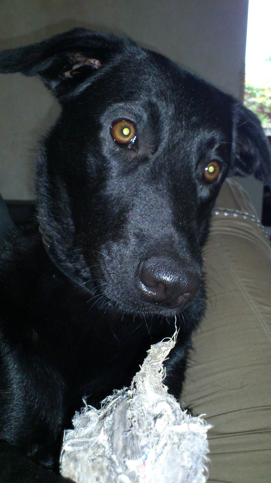 Blanding af racer Molly billede 9