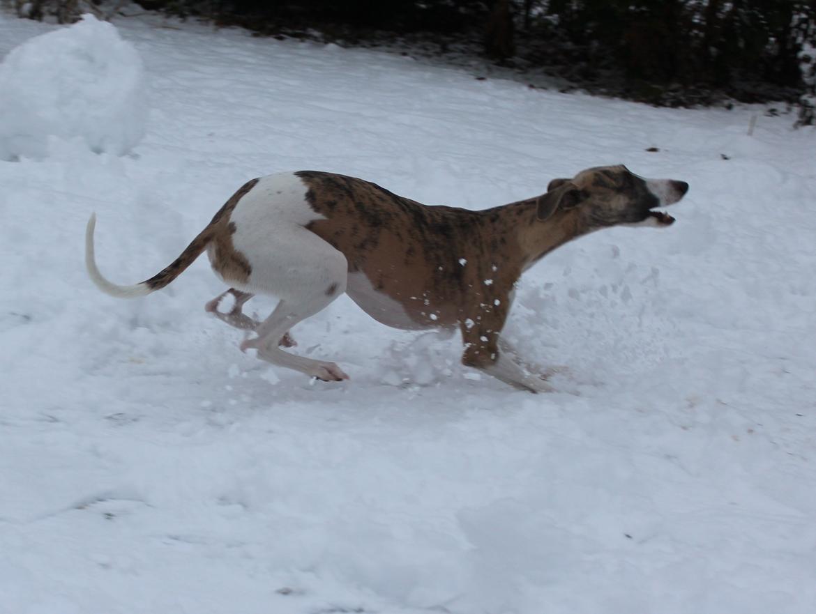 Whippet Sharqiya born to make you happy (Zuki) - Elsker at løbe i sneen billede 8