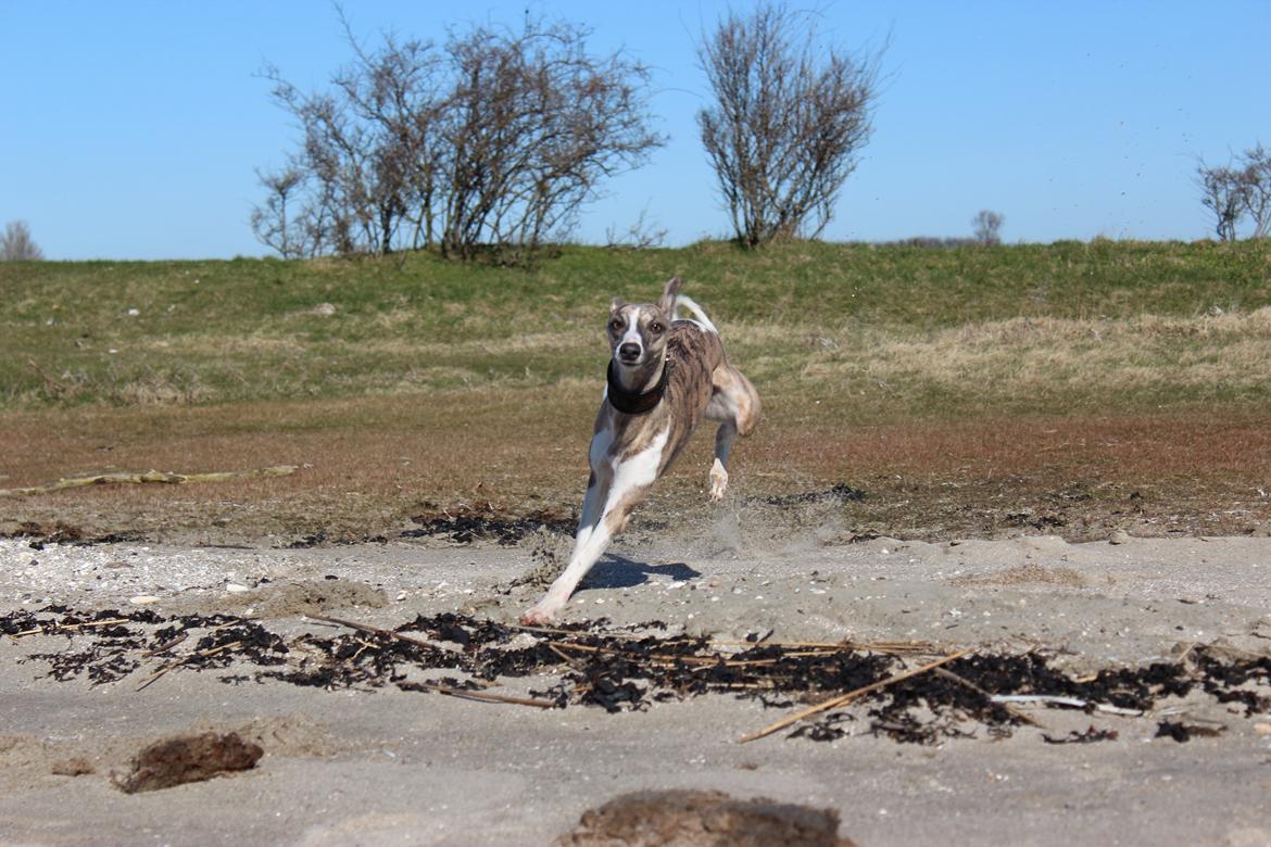 Whippet Sharqiya born to make you happy (Zuki) - Yeepee billede 9