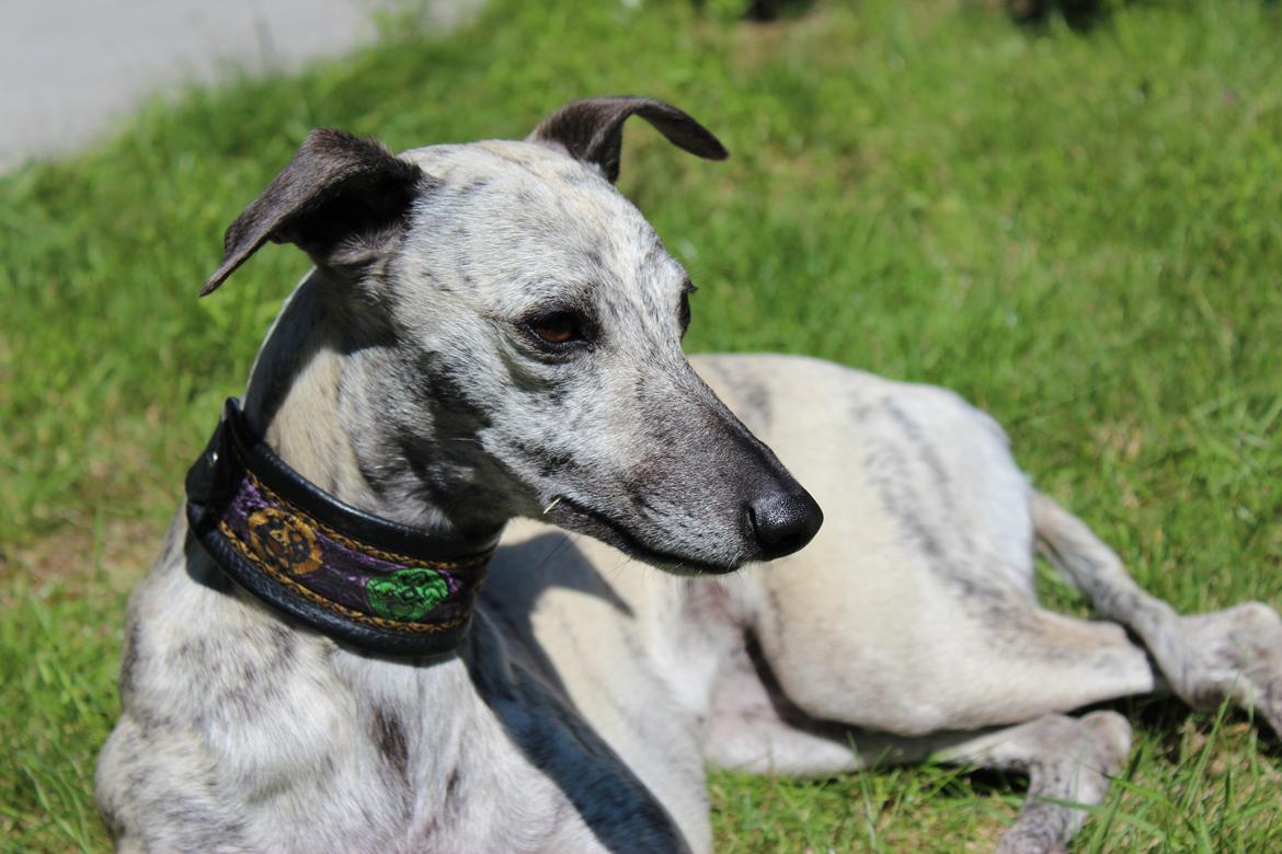 Whippet Piper - Piper billede 19