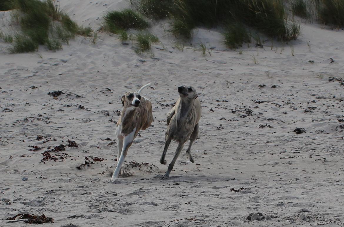 Whippet Piper - og en at løbe omkap med billede 18