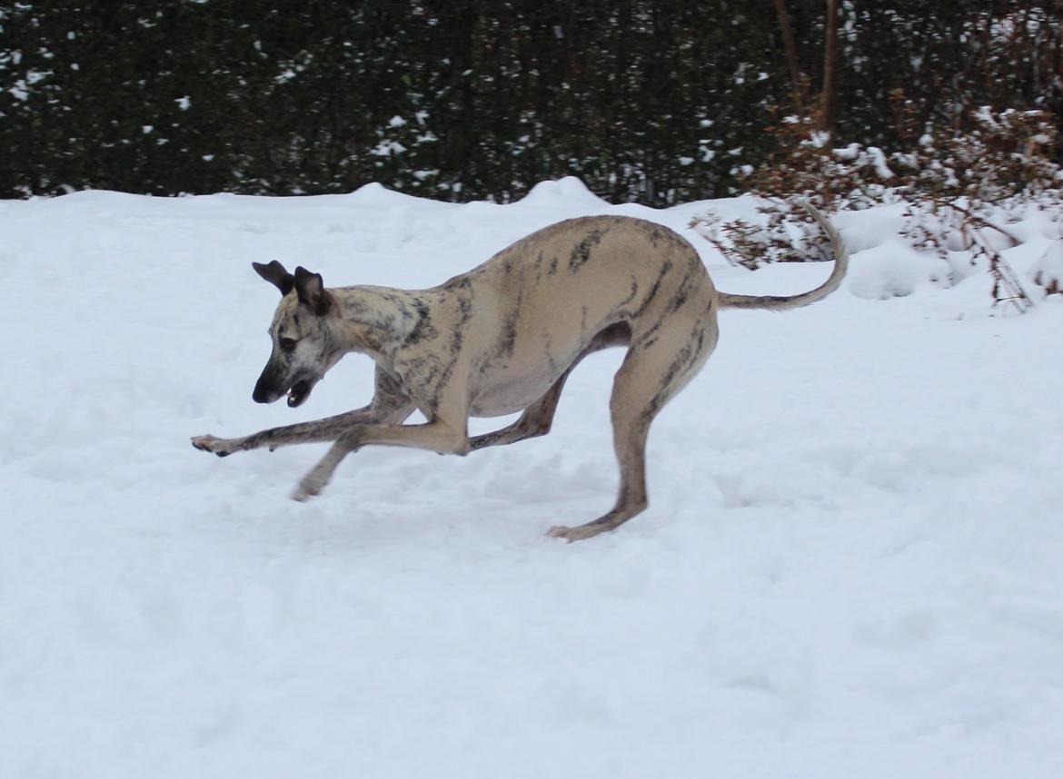 Whippet Piper - Sneen får tæsk billede 20