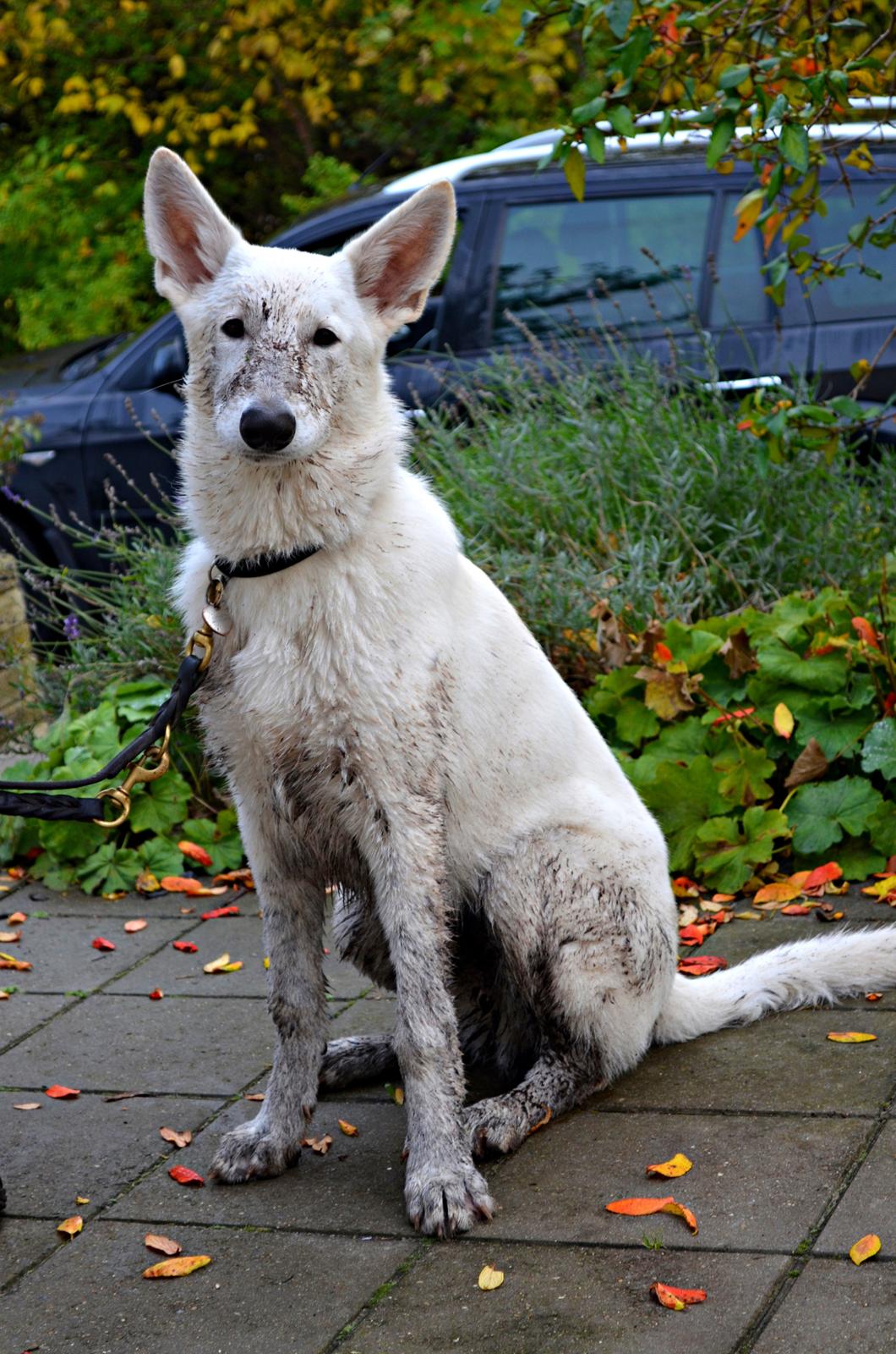 Hvid Schweizisk Hyrdehund Canto *R.I.P. Februar 2013 ;(* - Oktober 2012 billede 3