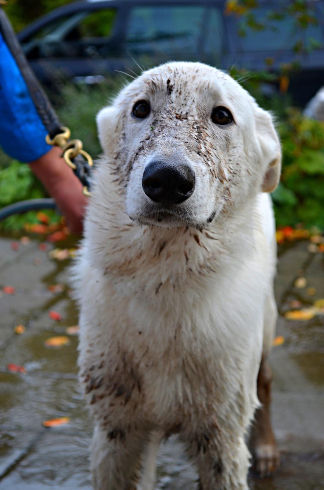 Hvid Schweizisk Hyrdehund Canto *R.I.P. Februar 2013 ;(* - Oktober 2012 billede 19