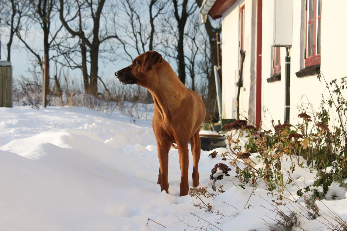 Rhodesian ridgeback (Bhara Bhara) Zibonille billede 19