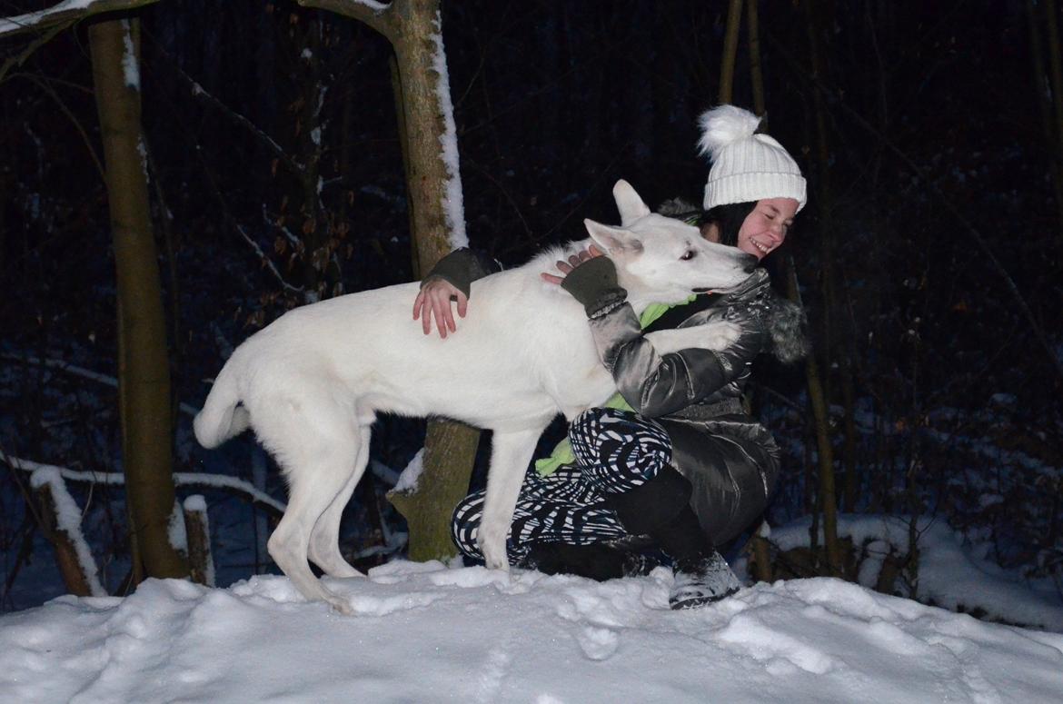 Hvid Schweizisk Hyrdehund Canto *R.I.P. Februar 2013 ;(* - December 2012 billede 5