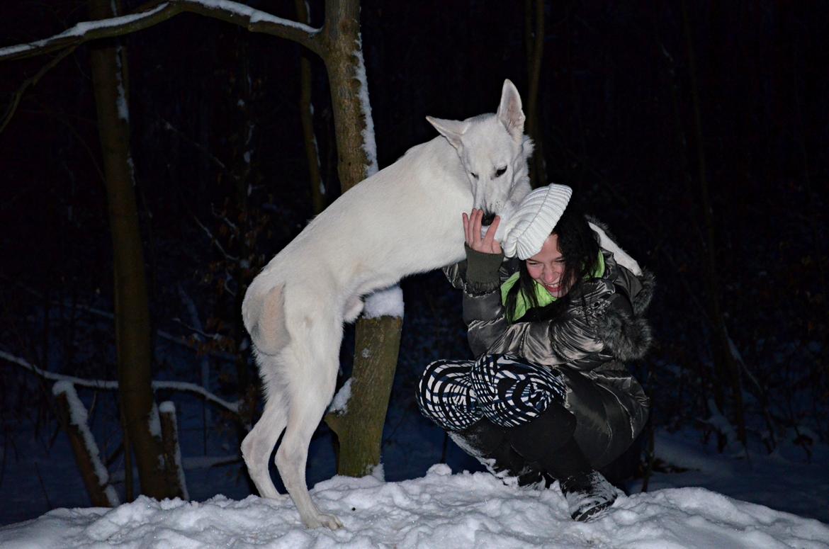 Hvid Schweizisk Hyrdehund Canto *R.I.P. Februar 2013 ;(* - December 2012 billede 20
