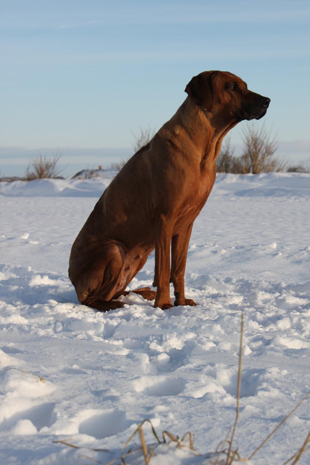 Rhodesian ridgeback (Bhara Bhara) Zibonille billede 20