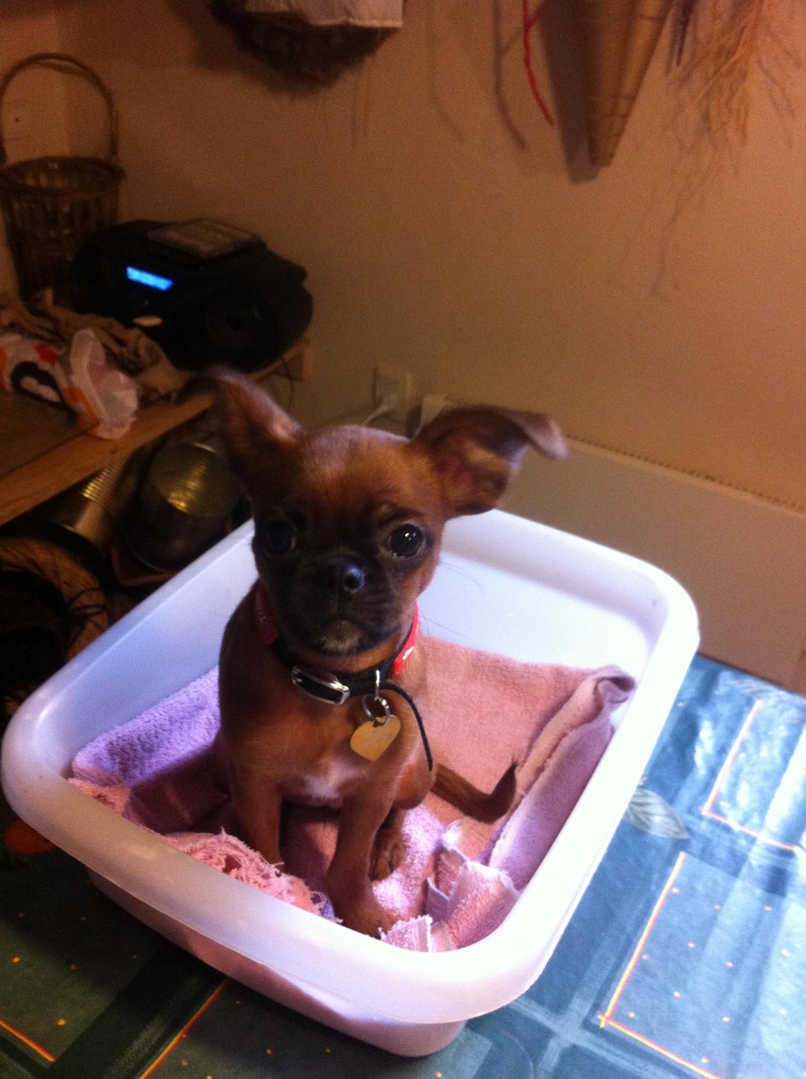 Blanding af racer Mille billede 11