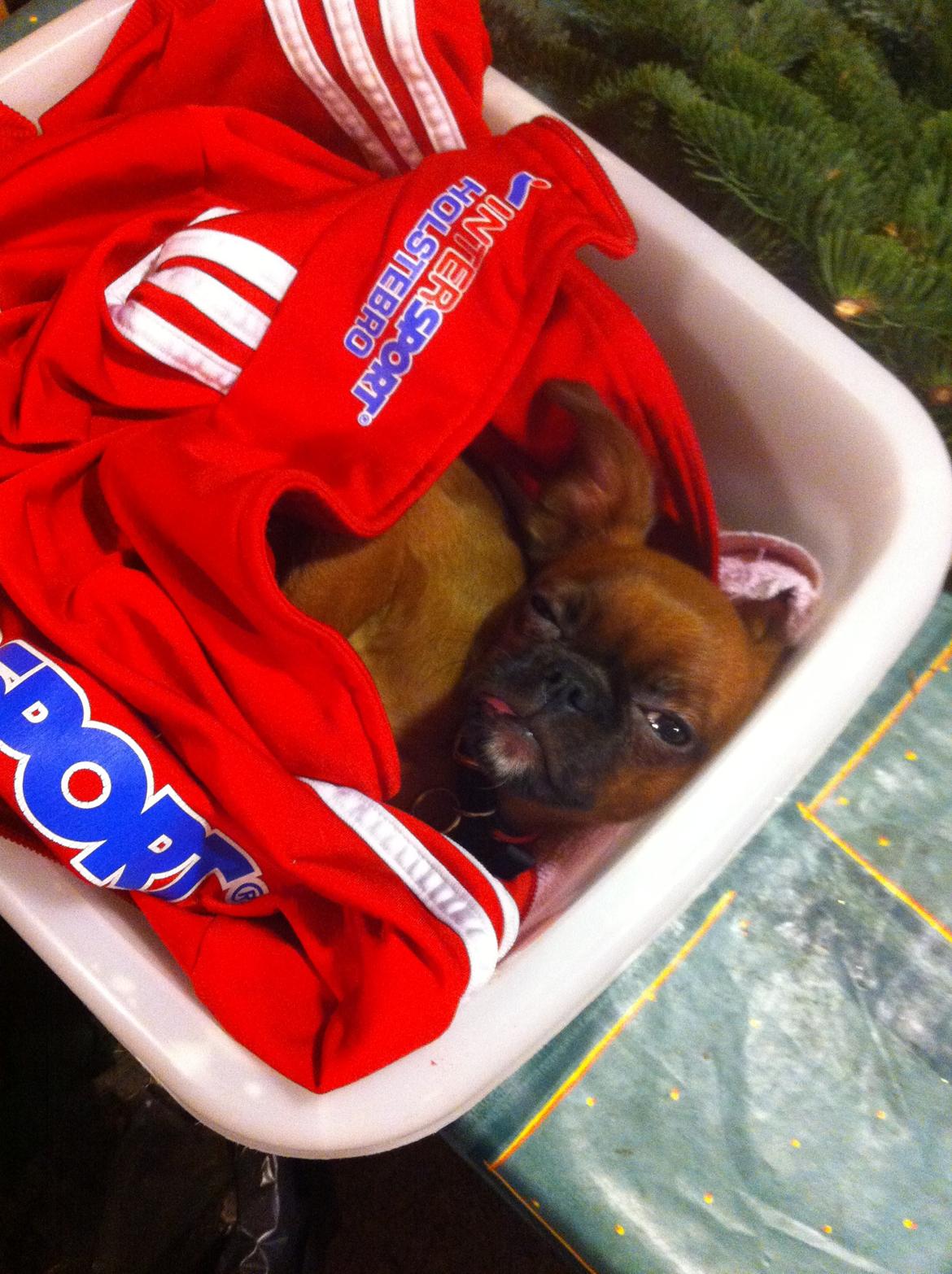 Blanding af racer Mille billede 12