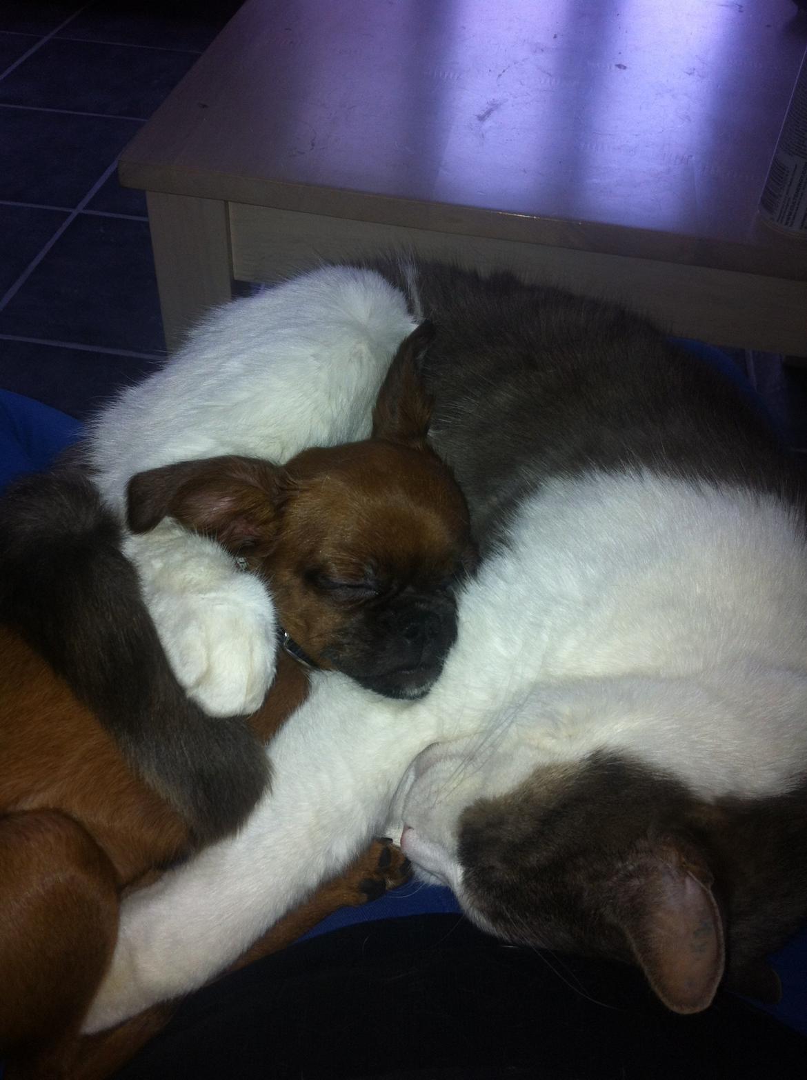 Blanding af racer Mille billede 13